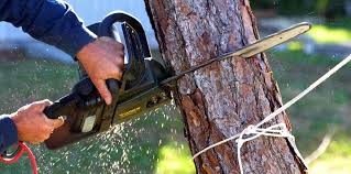 Celina, TX Tree Removal Company