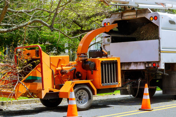 Best Arborist Consultation Services  in Celina, TX