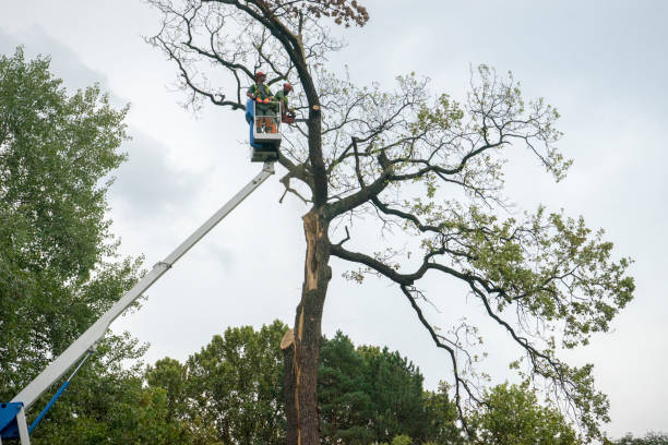 Best Seasonal Cleanup (Spring/Fall)  in Celina, TX