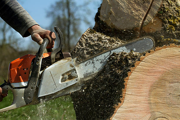 Best Hazardous Tree Removal  in Celina, TX